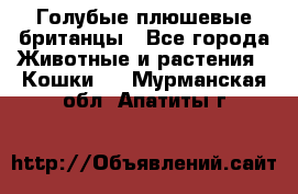 Голубые плюшевые британцы - Все города Животные и растения » Кошки   . Мурманская обл.,Апатиты г.